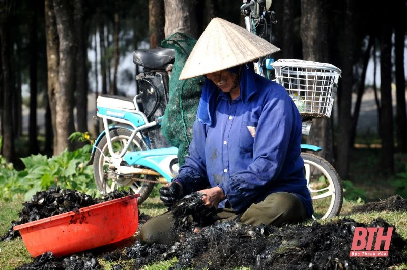 Chân đạp bùn “săn” vẹm nơi cửa biển