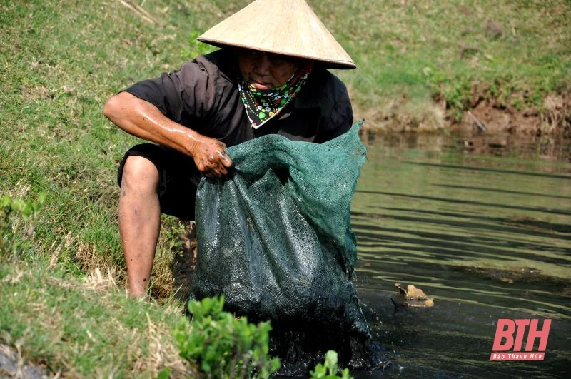 Chân đạp bùn “săn” vẹm nơi cửa biển