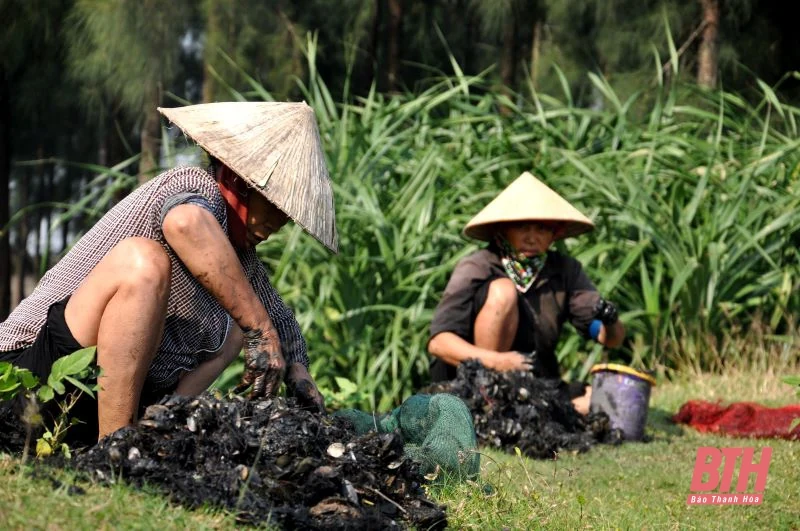 Chân đạp bùn “săn” vẹm nơi cửa biển