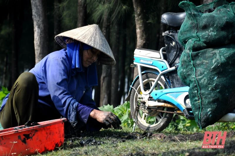 Chân đạp bùn “săn” vẹm nơi cửa biển