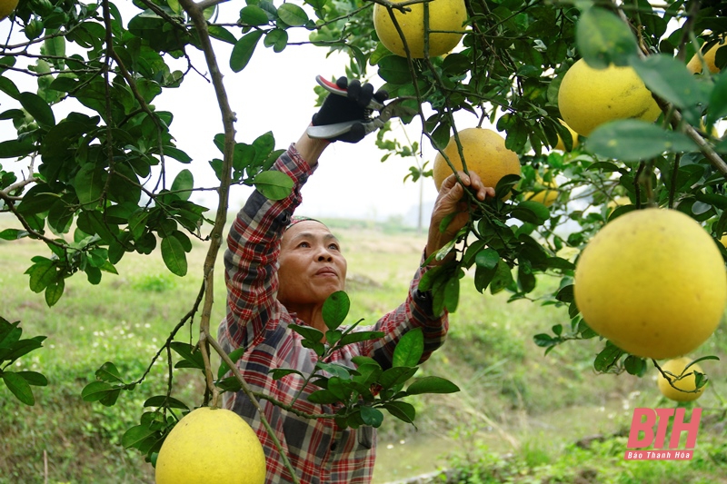 Trang trại bưởi đầu tiên của Thanh Hóa đạt tiêu chuẩn hữu cơ