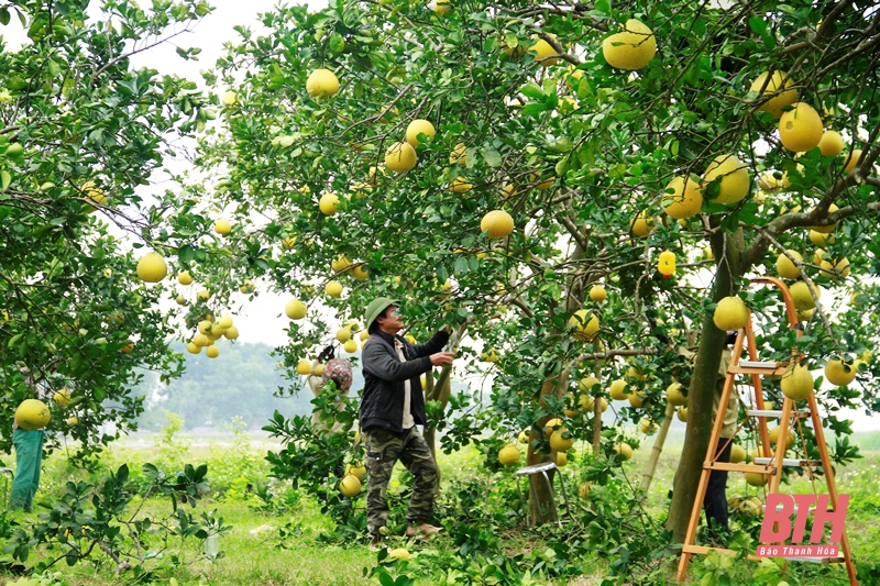 Trang trại bưởi đầu tiên của Thanh Hóa đạt tiêu chuẩn hữu cơ