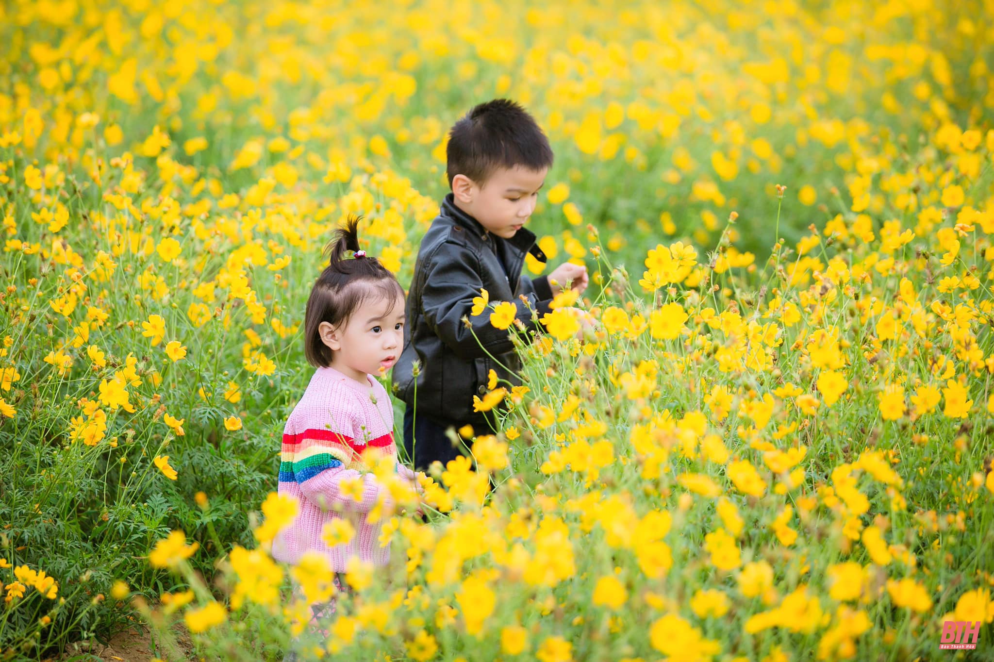 Mê mẩn ngắm nông trại cừu và hoa tại Thanh Hóa