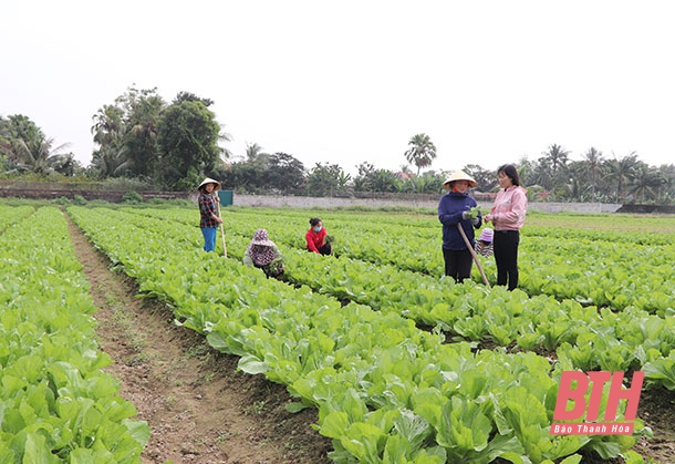 Tổ liên kết sản xuất rau an toàn do phụ nữ làm chủ ở xã Hoằng Thành