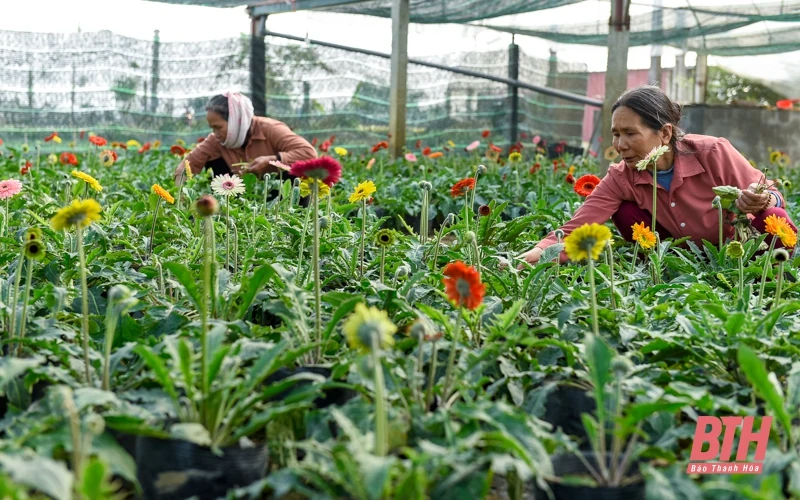 Làng hoa lớn nhất xứ Thanh vào mùa Tết