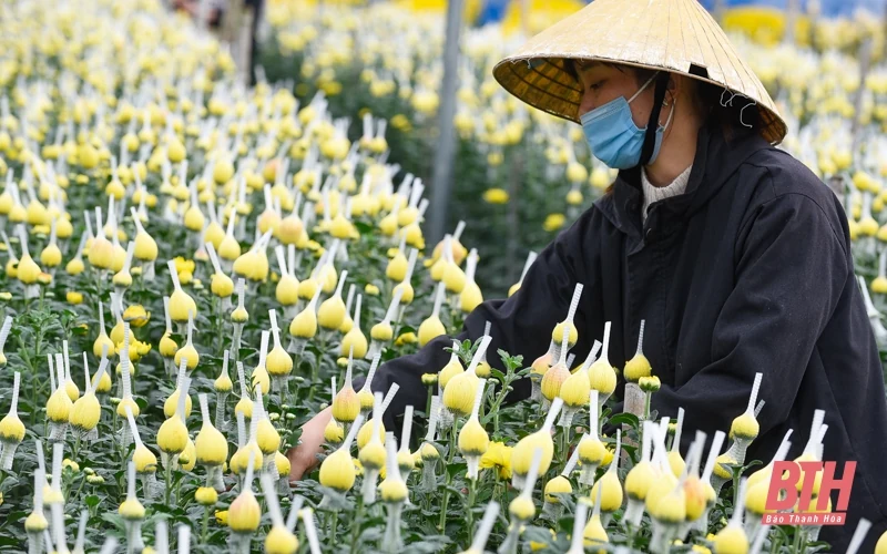 Làng hoa lớn nhất xứ Thanh vào mùa Tết