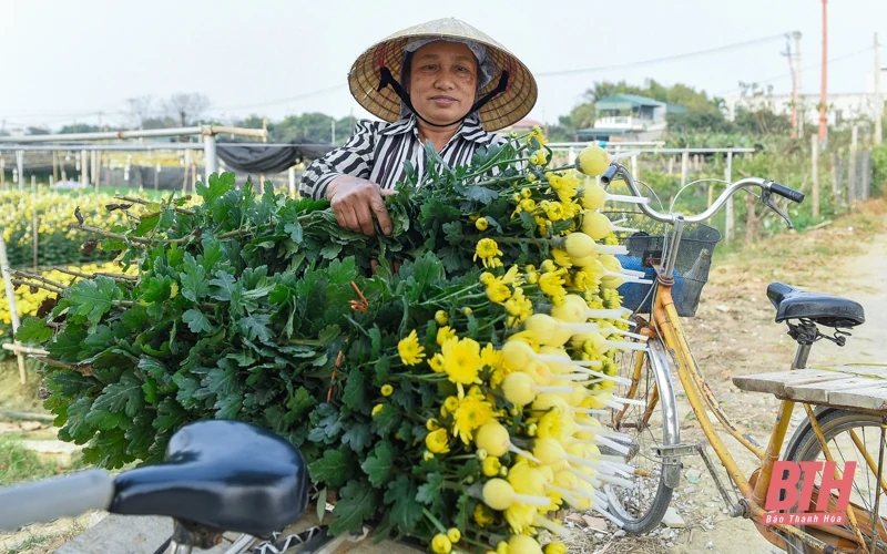 Làng hoa lớn nhất xứ Thanh vào mùa Tết