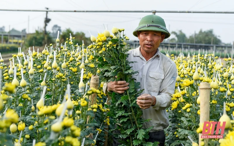 Làng hoa lớn nhất xứ Thanh vào mùa Tết