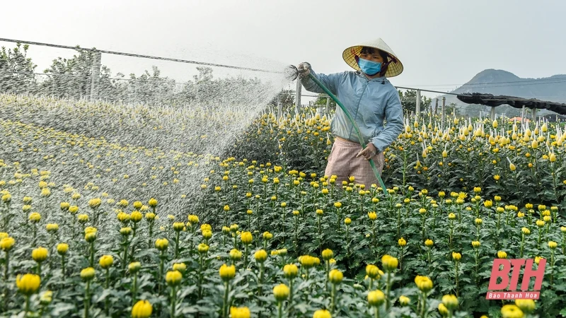 Làng hoa lớn nhất xứ Thanh vào mùa Tết