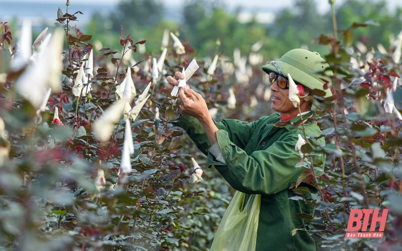 Làng hoa lớn nhất xứ Thanh vào mùa Tết