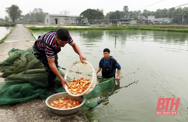 Hiệu quả nghề nuôi cá chép đỏ tại thị trấn Tân Phong