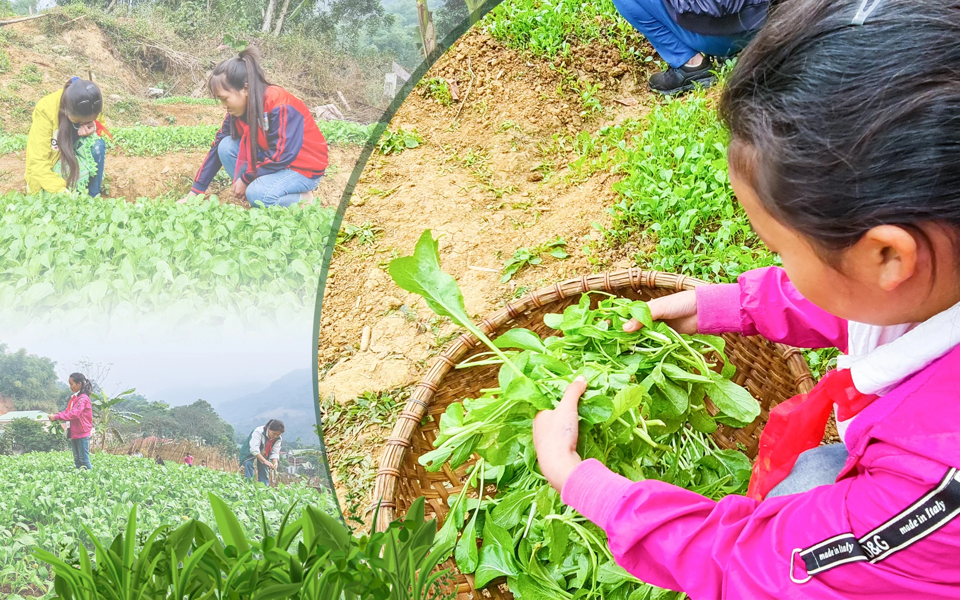 [E-Magazine] - Vườn dang nhap m88 của học sinh vùng cao Xứ Thanh