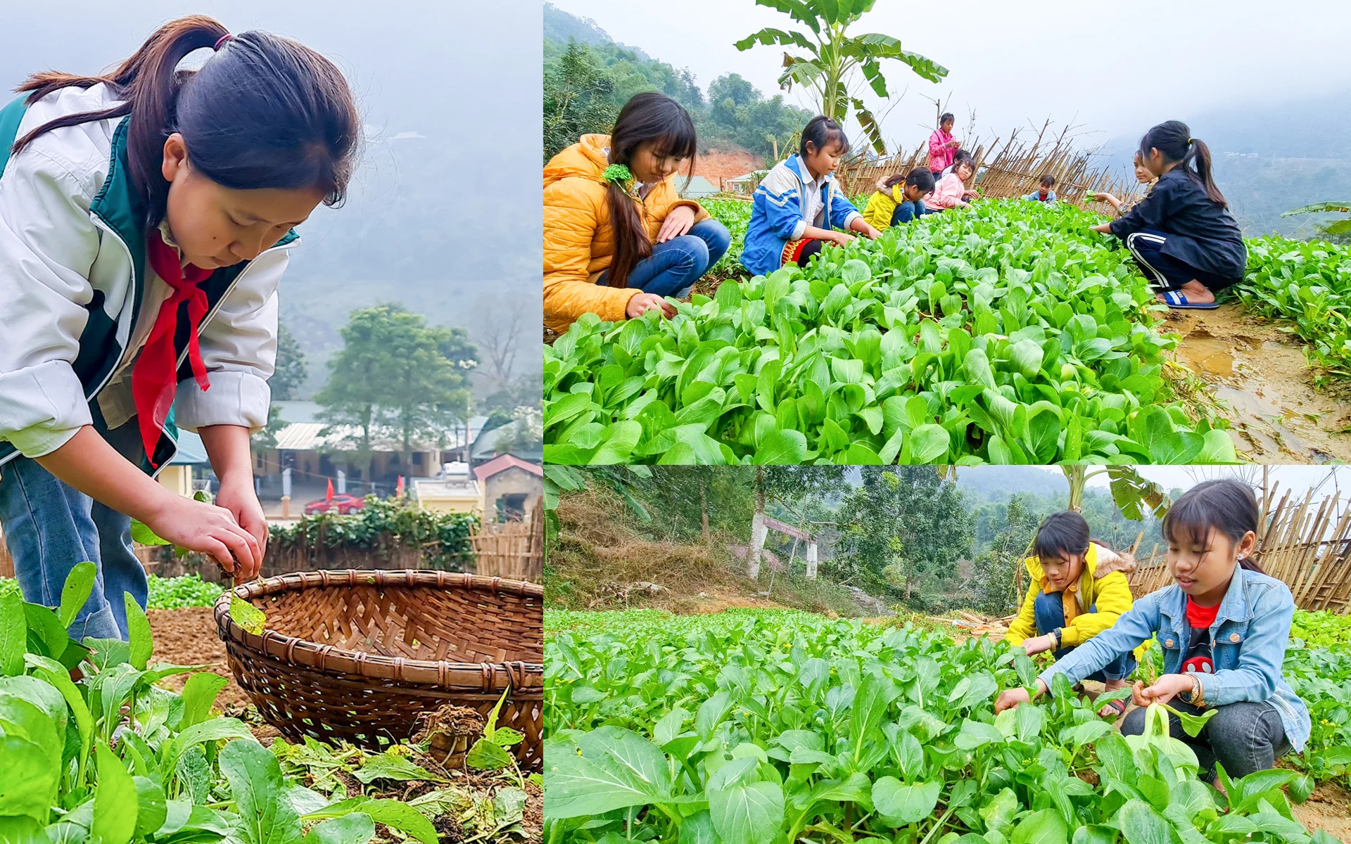 [E-Magazine] - Vườn dang nhap m88 của học sinh vùng cao Xứ Thanh