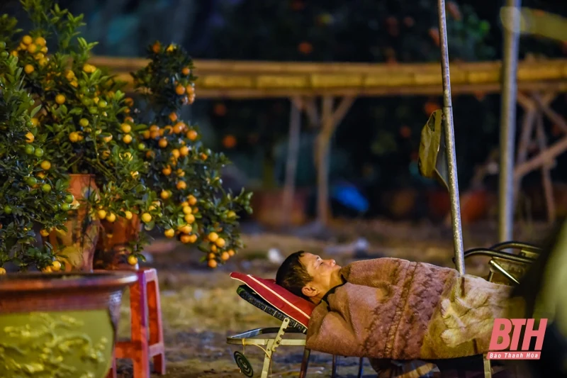 Trắng đêm trông cây cảnh Tết ở TP Thanh Hóa