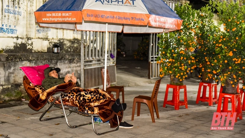 Trắng đêm trông cây cảnh Tết ở TP Thanh Hóa