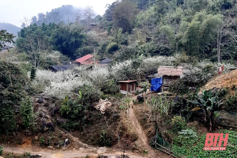 Hoa mận Miền Tây xứ Thanh đua nhau nở