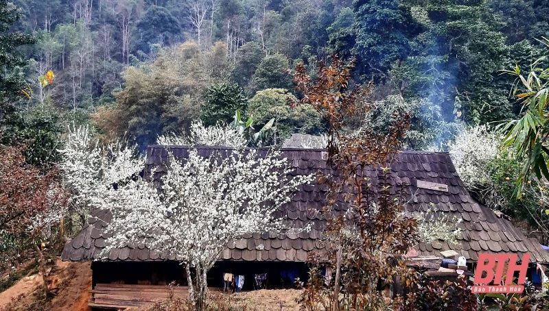 Hoa mận Miền Tây xứ Thanh đua nhau nở