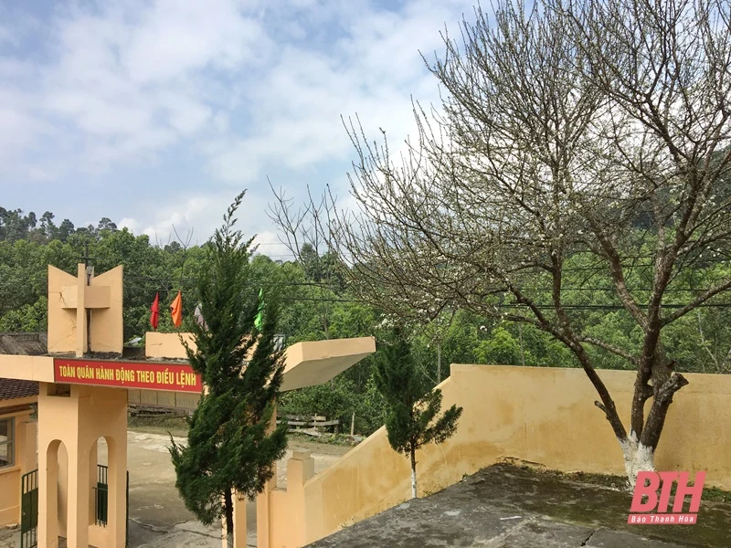 Hoa mận Miền Tây xứ Thanh đua nhau nở