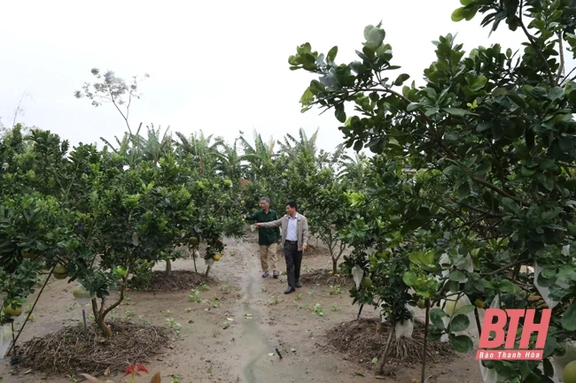 Những mô hình “Dân vận khéo” ở huyện Nga Sơn