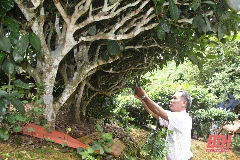 Chè búp sạch Bình Sơn: Từ thu hoạch đến chế biến