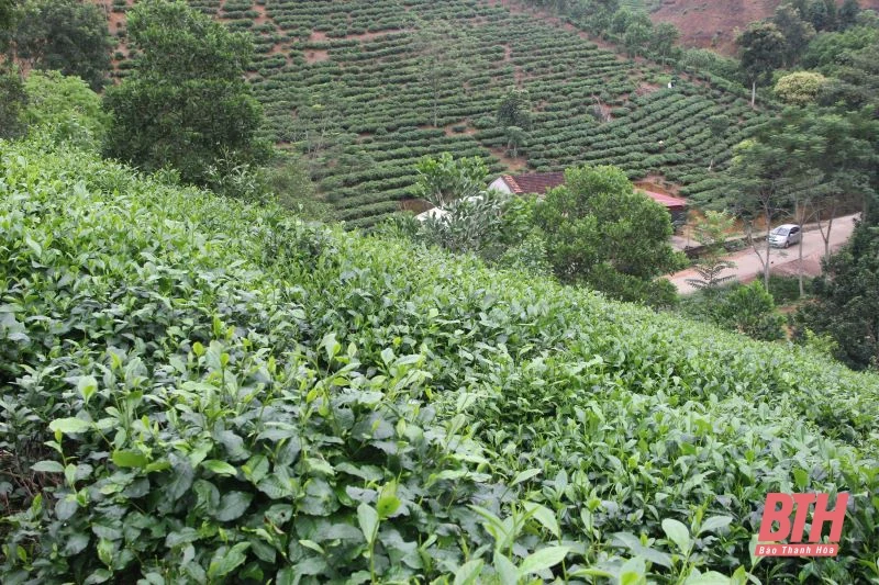 Chè búp sạch Bình Sơn: Từ thu hoạch đến chế biến
