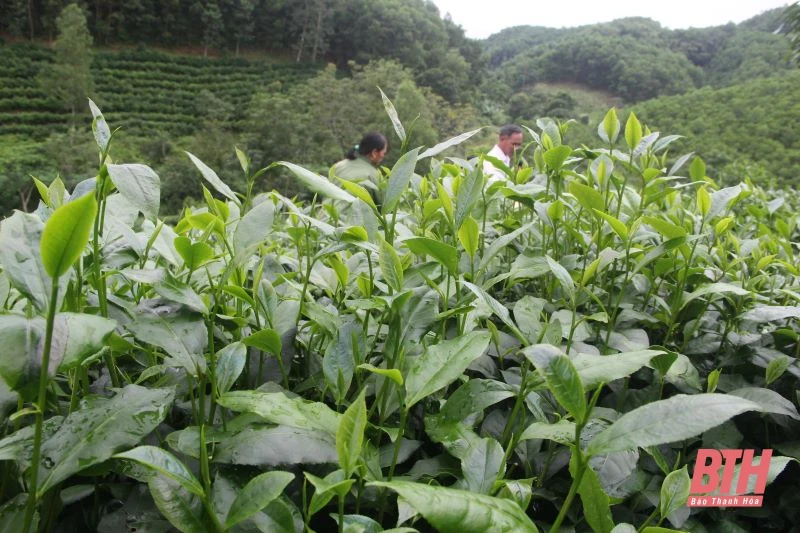 Chè búp sạch Bình Sơn: Từ thu hoạch đến chế biến