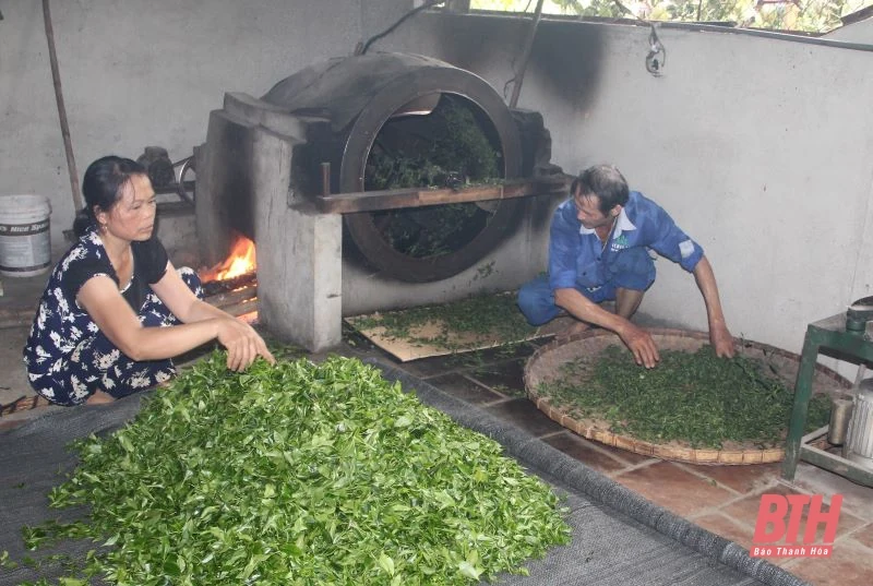 Chè búp sạch Bình Sơn: Từ thu hoạch đến chế biến