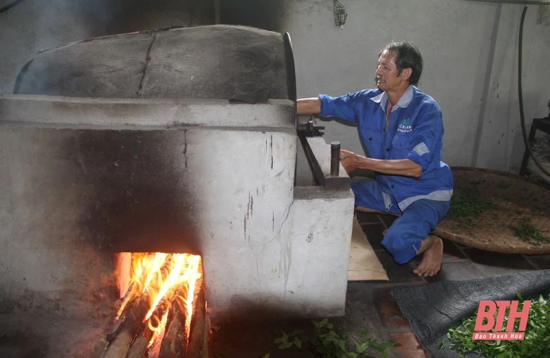 Chè búp sạch Bình Sơn: Từ thu hoạch đến chế biến