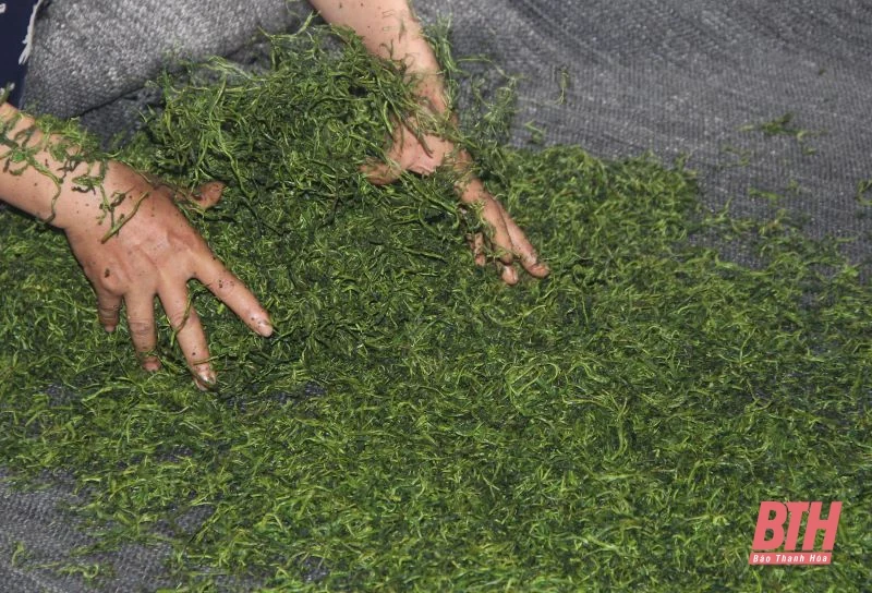Chè búp sạch Bình Sơn: Từ thu hoạch đến chế biến