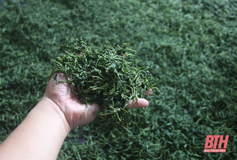 Chè búp sạch Bình Sơn: Từ thu hoạch đến chế biến