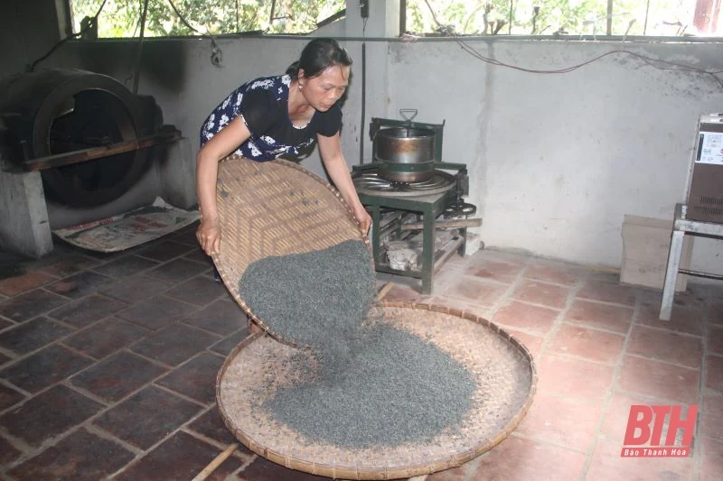 Chè búp sạch Bình Sơn: Từ thu hoạch đến chế biến