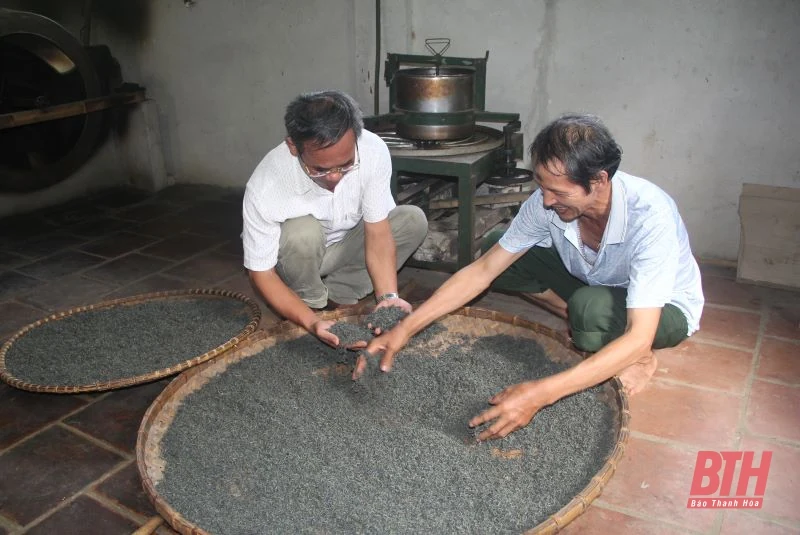 Chè búp sạch Bình Sơn: Từ thu hoạch đến chế biến