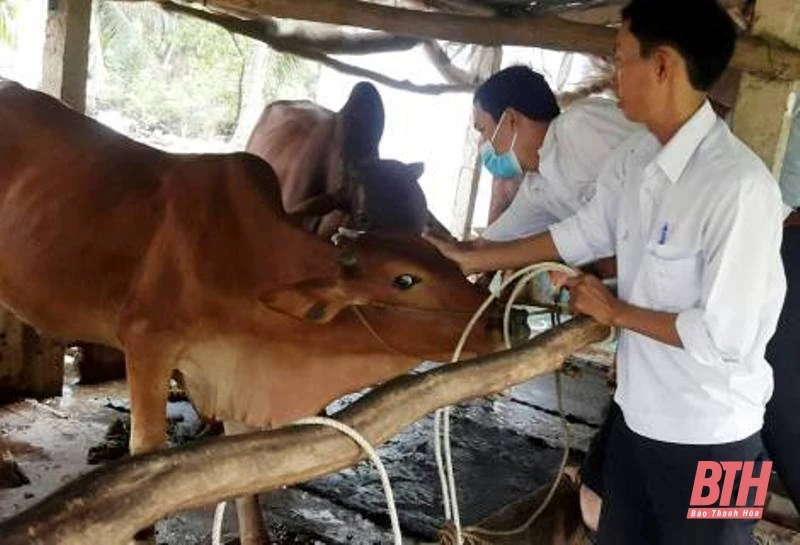 Thanh Hóa phân bổ hơn 1,2 triệu liều vaccine phòng bệnh cho đàn vật nuôi tại 6 huyện nghèo
