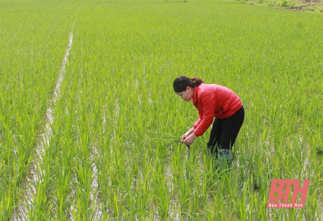Chăm sóc cây trồng vụ đông xuân