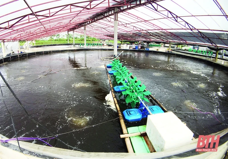 Xây dựng các mô hình nuôi trồng thủy sản thích ứng với biến đổi khí hậu