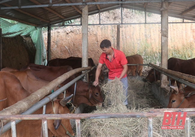 Áp dụng khoa học - kỹ thuật nâng cao tầm vóc đàn gia súc