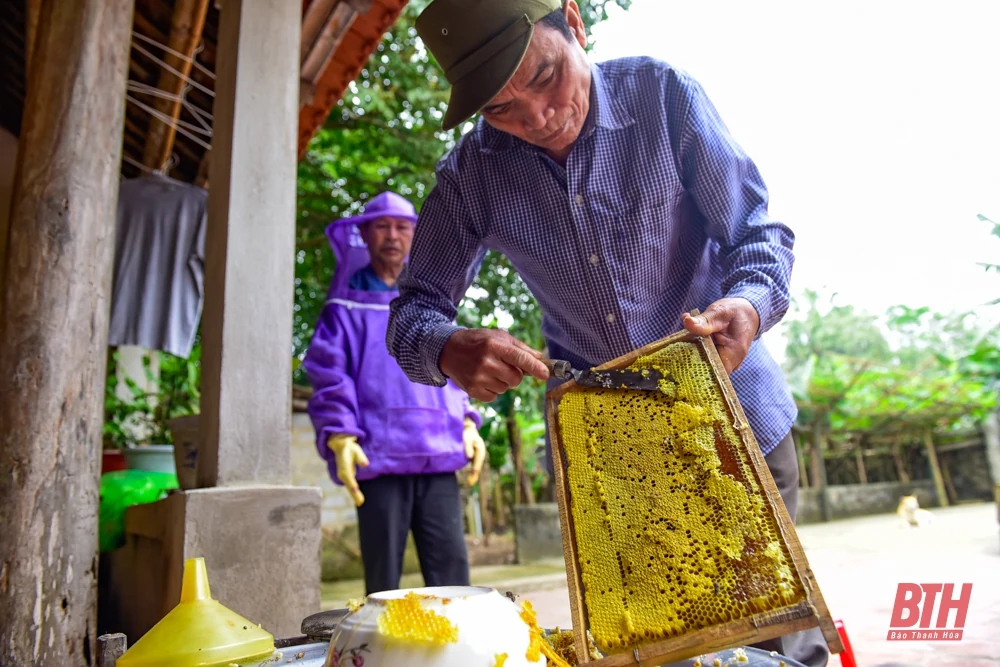 Mùa ong làm mật