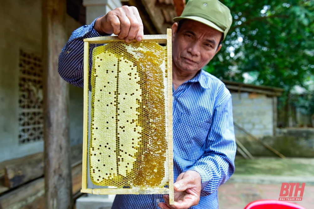 Mùa ong làm mật