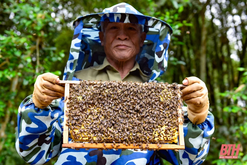 Mùa ong làm mật
