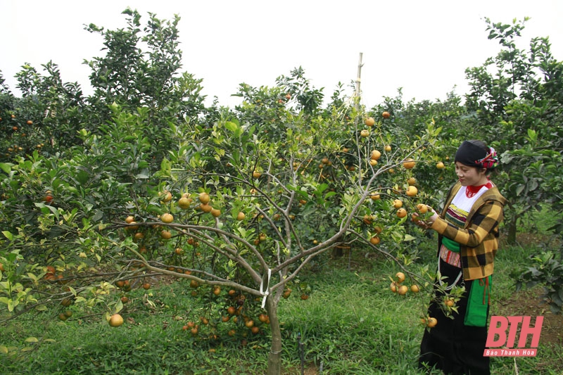 Huyện Ngọc Lặc nỗ lực phát triển kinh tế, xóa đói, giảm nghèo