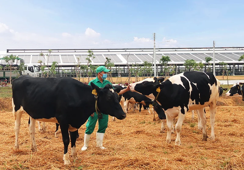 Vinamilk tiến 6 bậc trong top 50 công ty sữa hàng đầu thế giới, tiếp tục dẫn đầu thị trường Việt Nam
