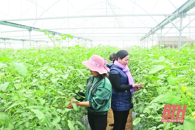 Kết quả tích tụ, tập trung đất đai tại huyện Đông Sơn