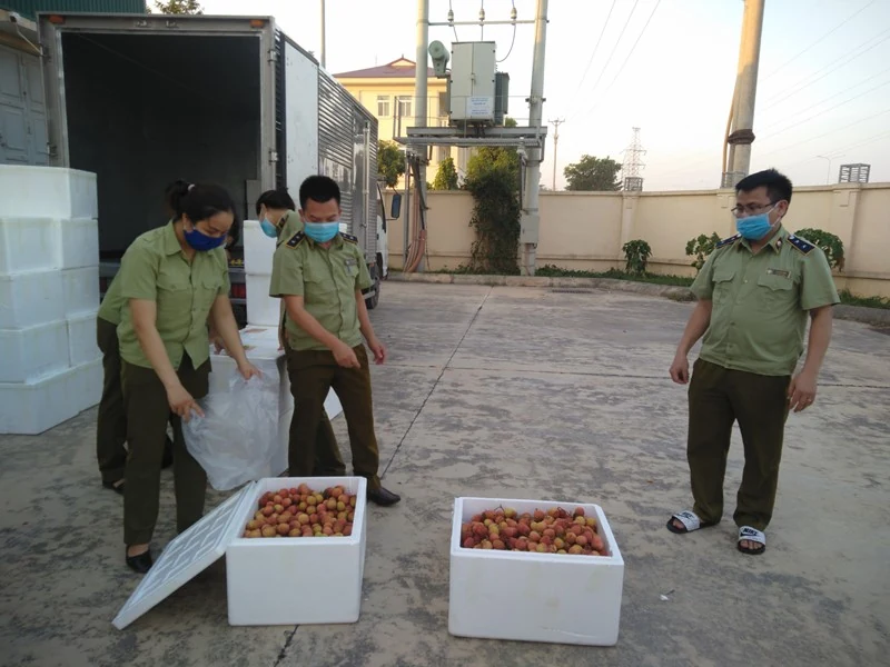 Cục Quản lý thị trường tỉnh Thanh Hóa hỗ trợ tiêu thụ 100 tấn vải thiều Bắc Giang