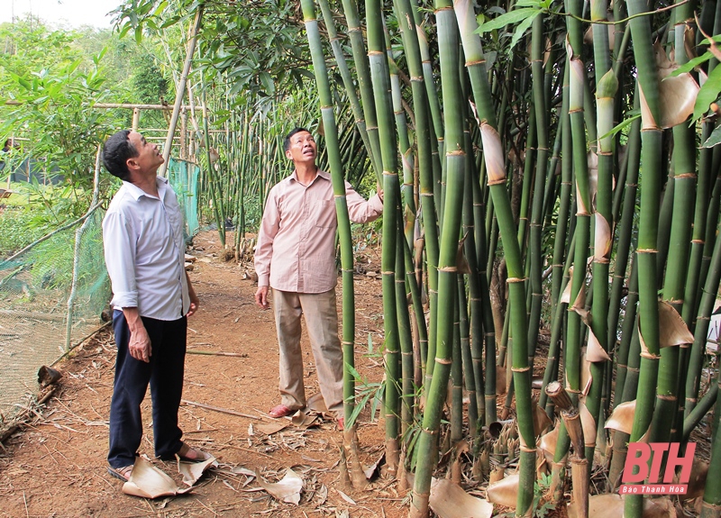 Cây xóa đói, giảm nghèo ở huyện biên giới Quan Sơn