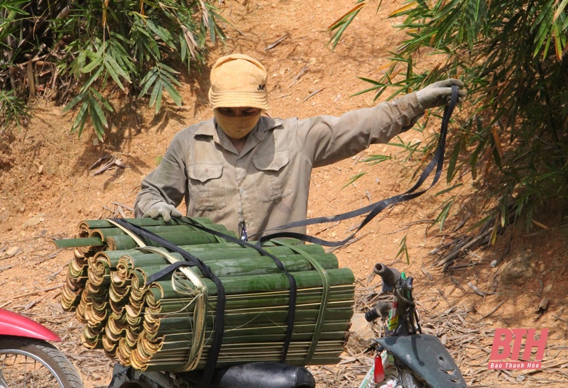 Cây xóa đói, giảm nghèo ở huyện biên giới Quan Sơn