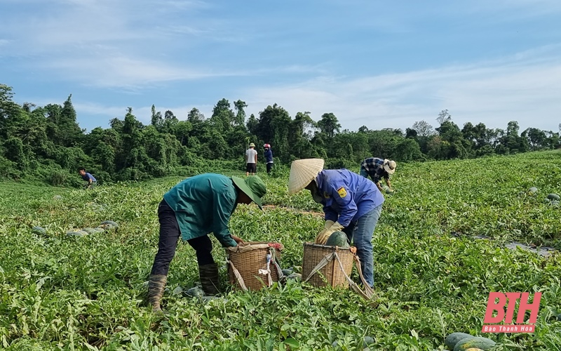 Như Xuân, ngọt mùa dưa hấu