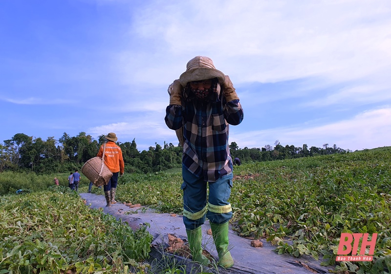 Như Xuân, ngọt mùa dưa hấu