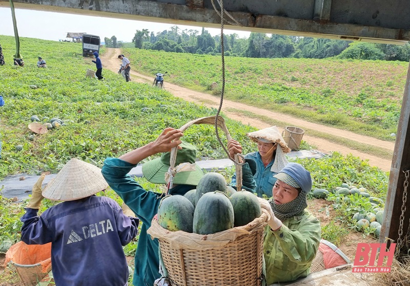 Như Xuân, ngọt mùa dưa hấu