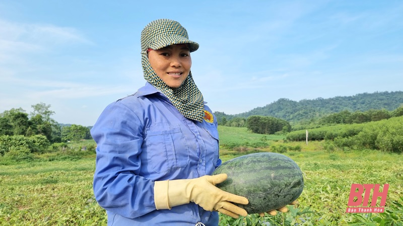 Như Xuân, ngọt mùa dưa hấu