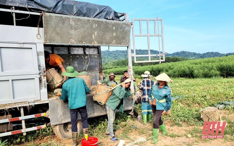 Như Xuân, ngọt mùa dưa hấu